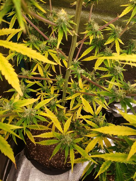 Some quick-growing autoflowers finish up the <b>flowering</b> process at this phase, while many others continue flourishing. . 4 weeks into flowering and no buds